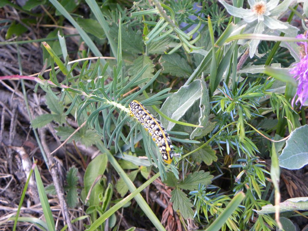 Determinazione bruco: Hyles euphorbiae - Sphingidae